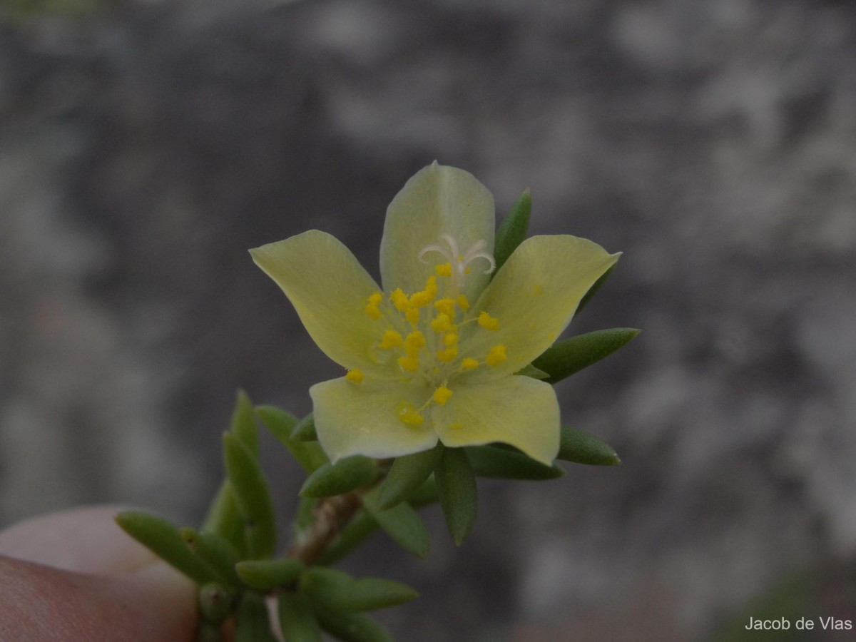 Portulaca suffruticosa Wall. ex Wight & Arn.